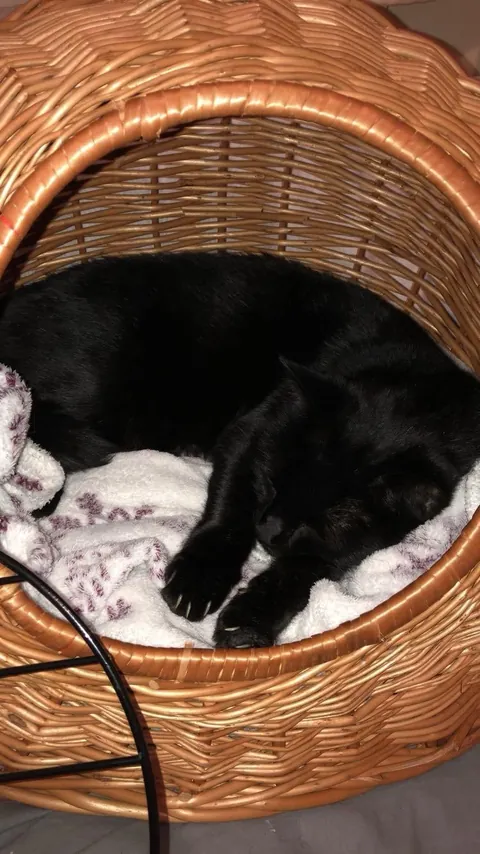 my darling boy of 18 years lost today. I love you