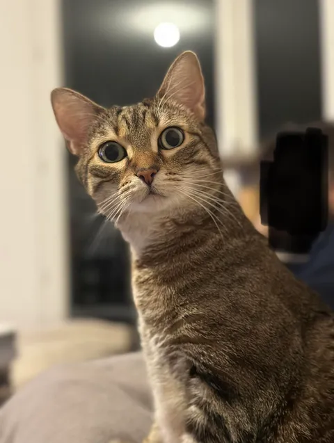 Next month, I’m moving abroad with my cat (15h flight). Some people said that it’s animal abuse, that she’ll suffer, and I should rehome her instead. Please tell me I’m doing the right thing !