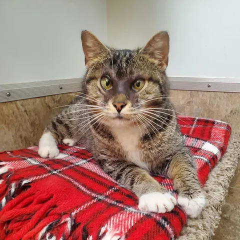 This special guy was posted as up for adoption by our local shelter! 