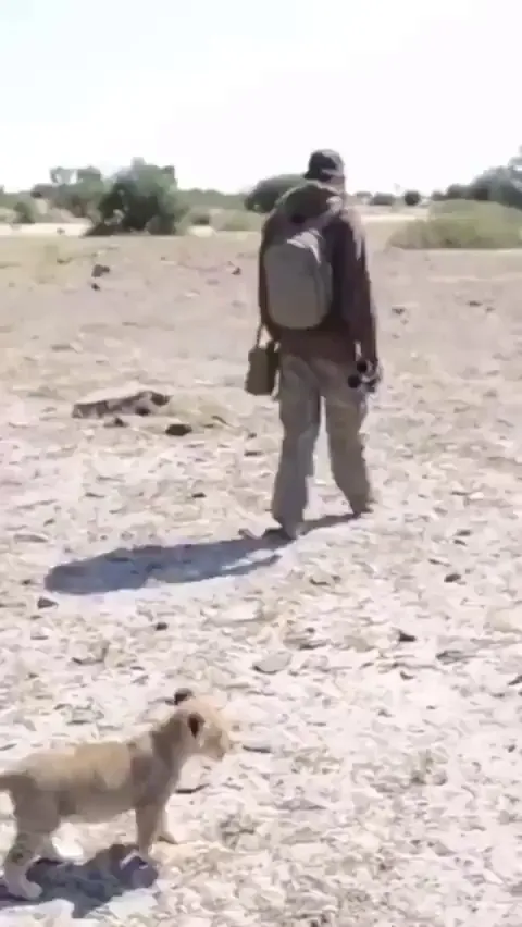 Sirga the lioness was abandoned by her mother, she was badly dehydrated and a few hours from death. She only survived after being placed on a drip and bottle fed a mixture of cream, milk, eggs and vitamins. Valentin Gruener is the man who saved her life.