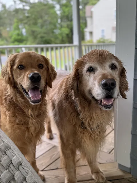 Louie (on right) turned 12 today!