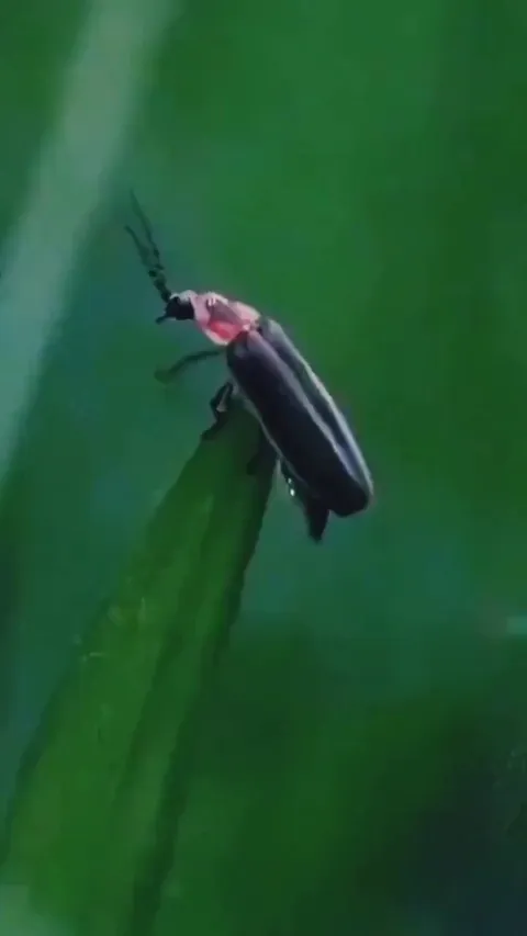 🔥 Fireflies are just one of the coolest things about nature.