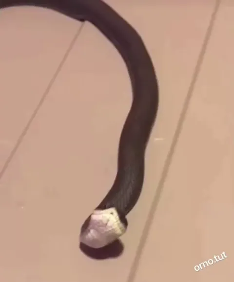 And the Oscar goes to.....