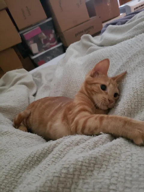 Orange Joe has crossed the rainbow bridge.