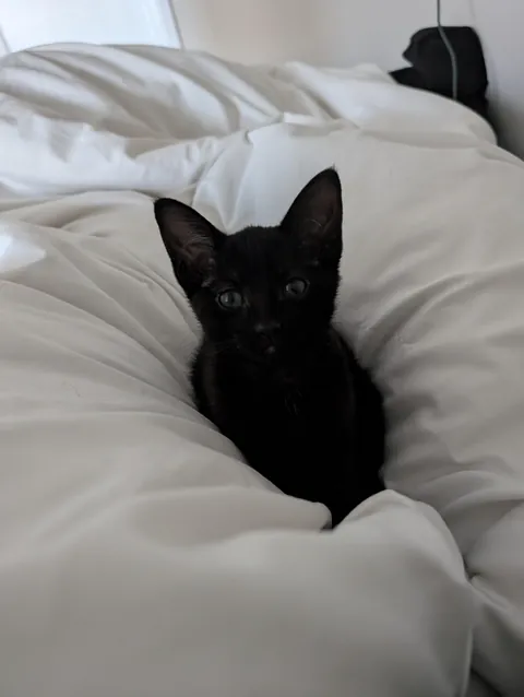 Everyone look at my tiny little void