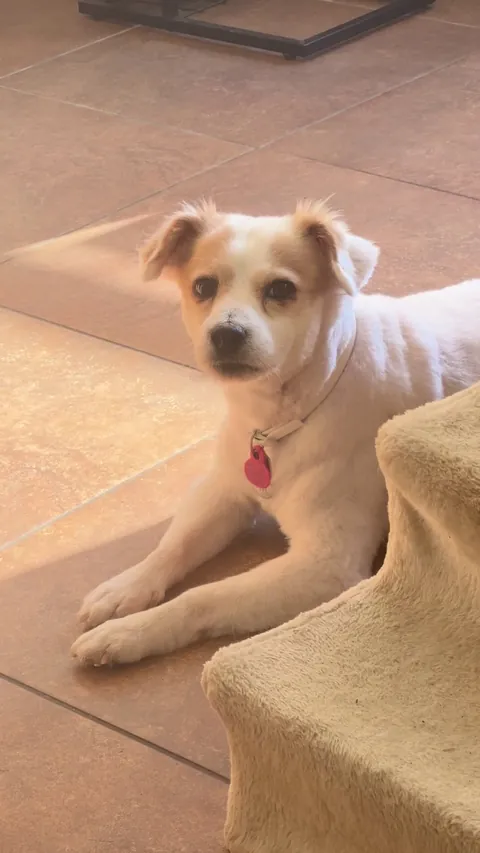 My rare little senior rescue pupper can speak (or sing)