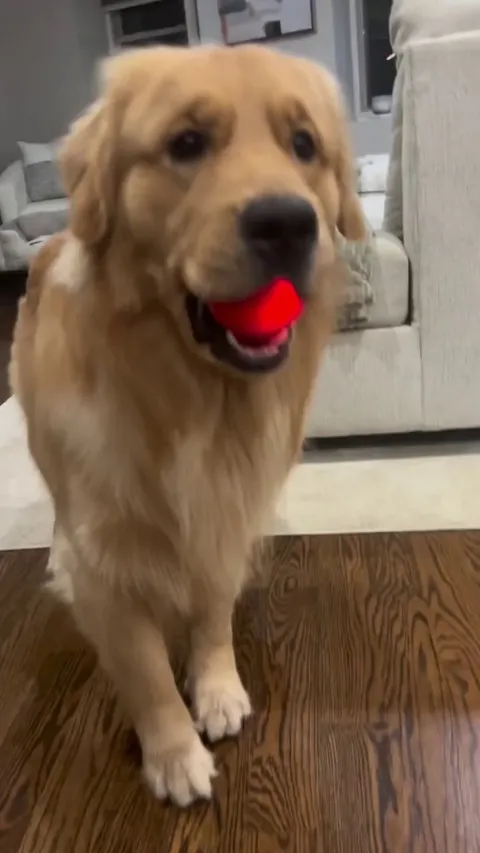 My pupper's favorite thing in the world is his red ball.