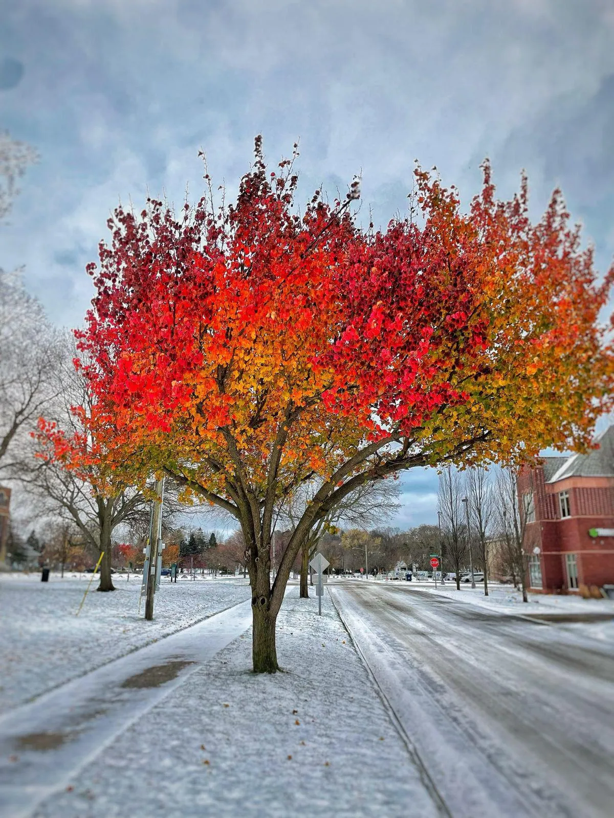 a tree that won't give up