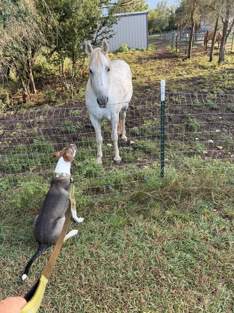 Saying hi to our big pupper fren