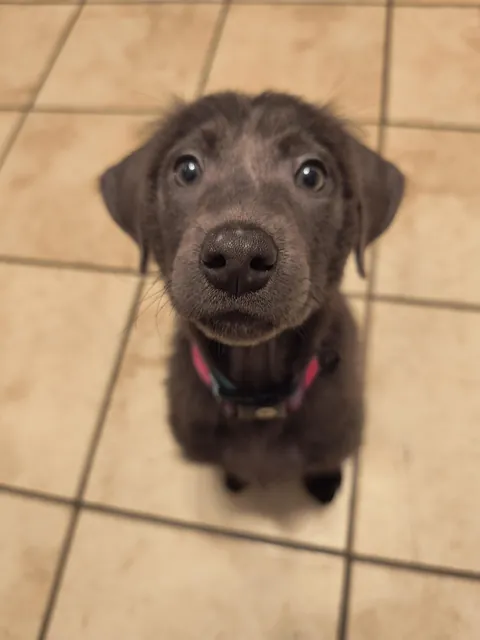 She's so proud of her new collar