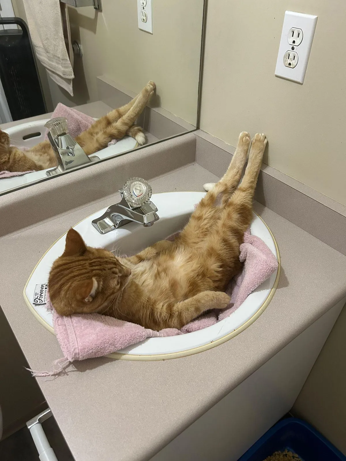 No worries, I'm a cat. ☺️