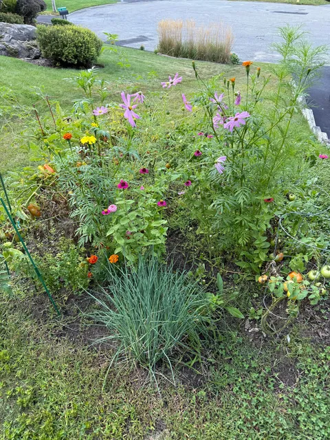 My wife threw a handful of flower seeds in with our tomatoes this year.