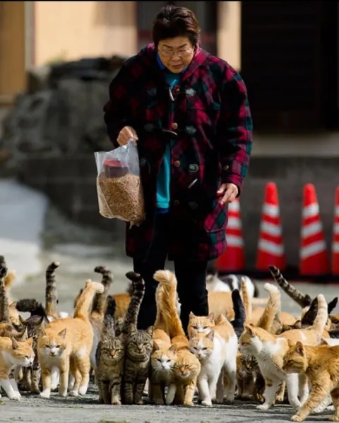Cat island in japan, give it a scroll!