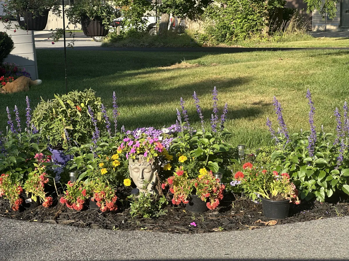 From TRASH to my Zen Garden ! All flowers resurrected from the trash bins at our local garden stores !