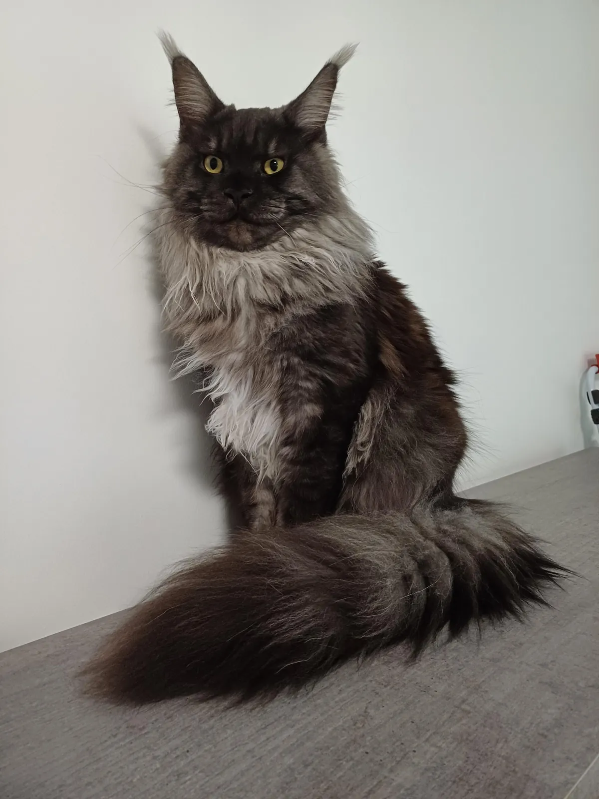 Théoden turned 1 year old.