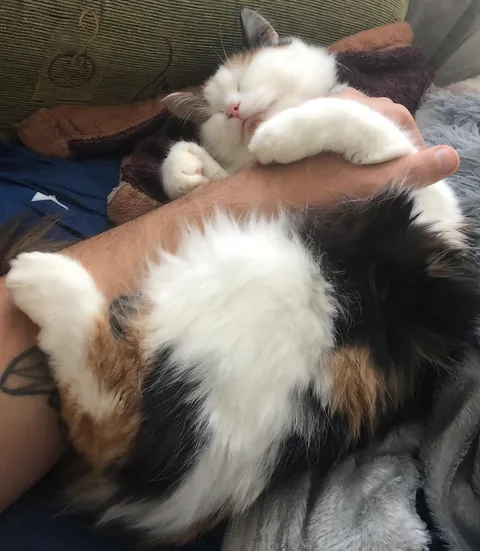 My cat fell asleep in my arm