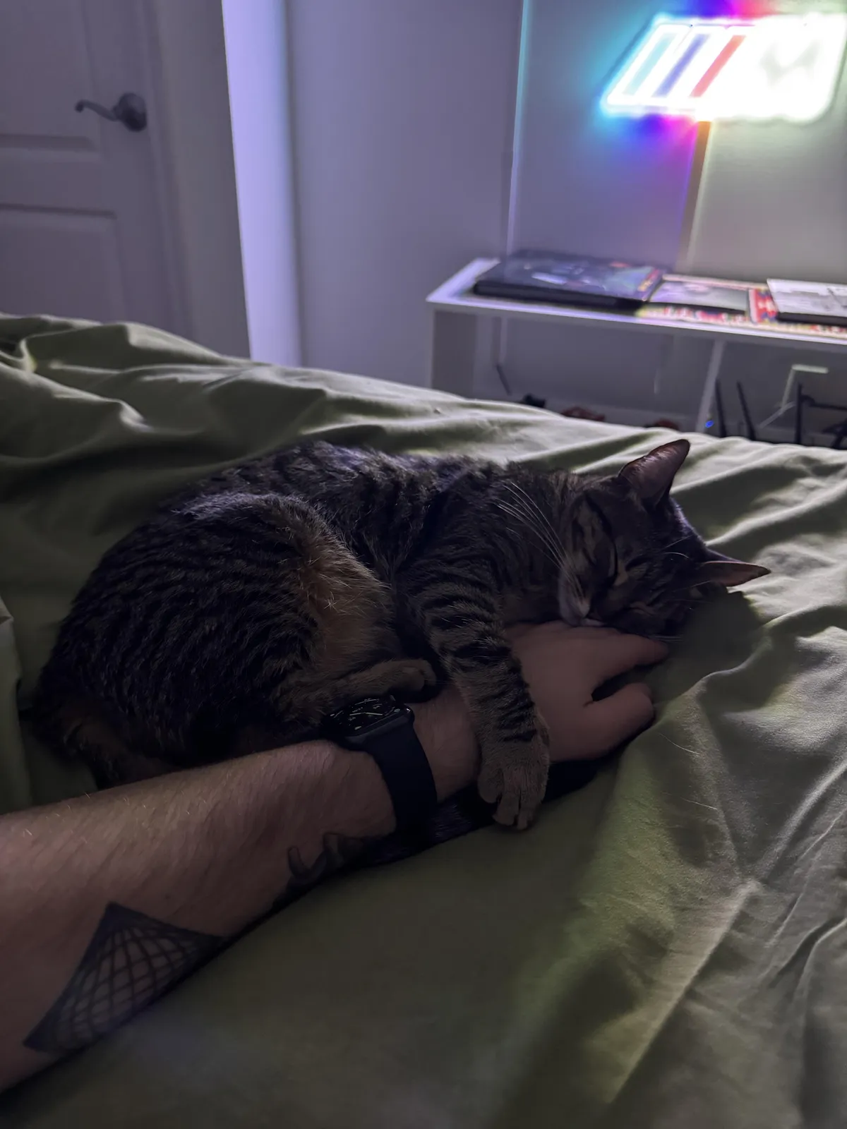 The way my cat fell asleep on my arm last night 😭