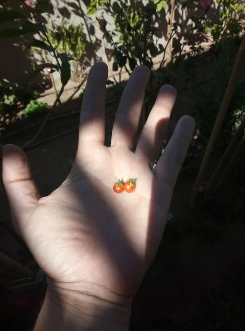 im not sure I can handel so much of tomato produce