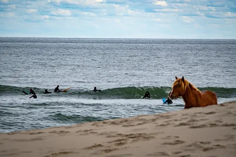 Wild horse came through our camp last weekend.