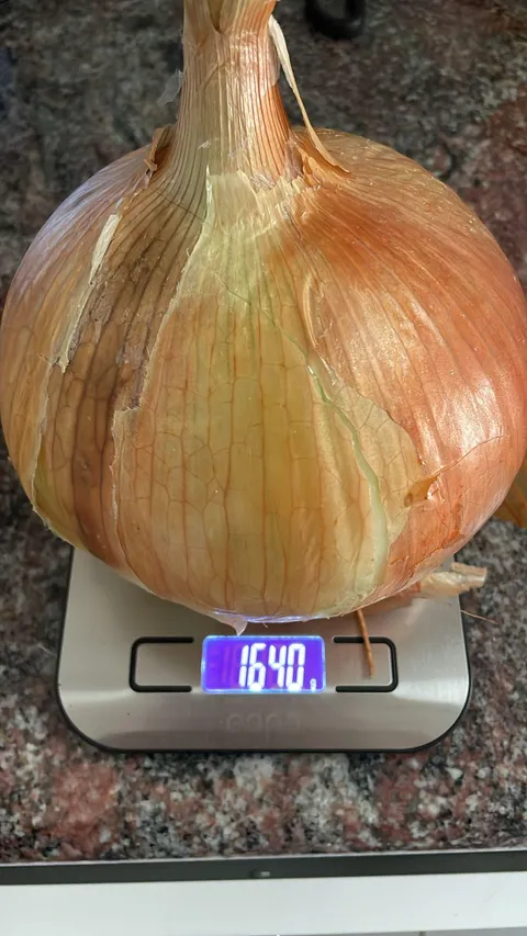 My Dad's grown a 1.6kg onion!!