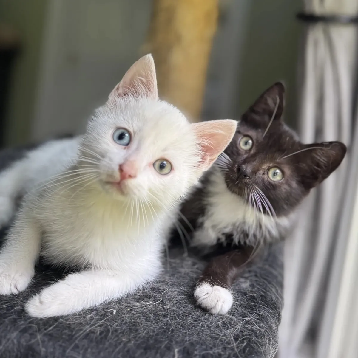 My wife and I adopted these two boyz yesterday and I couldn't be happier