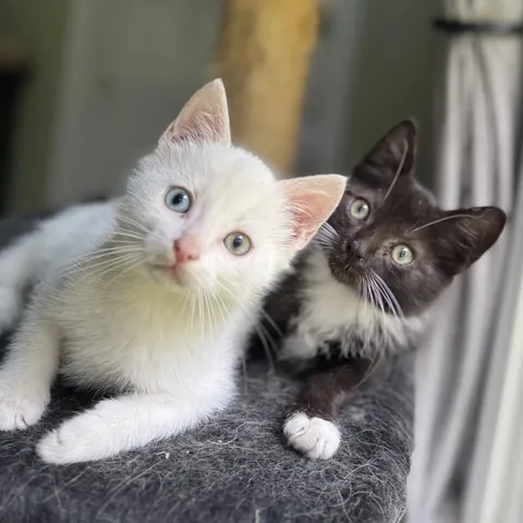 My wife and I adopted these two boyz yesterday and I couldn't be happier