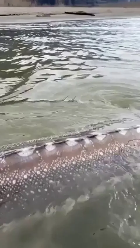 🔥the size of this sturgeon