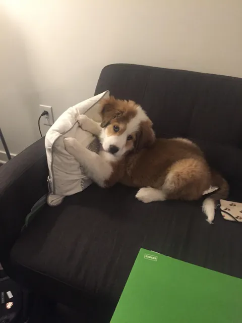 Lily Lotte the Orange Dreamsicle