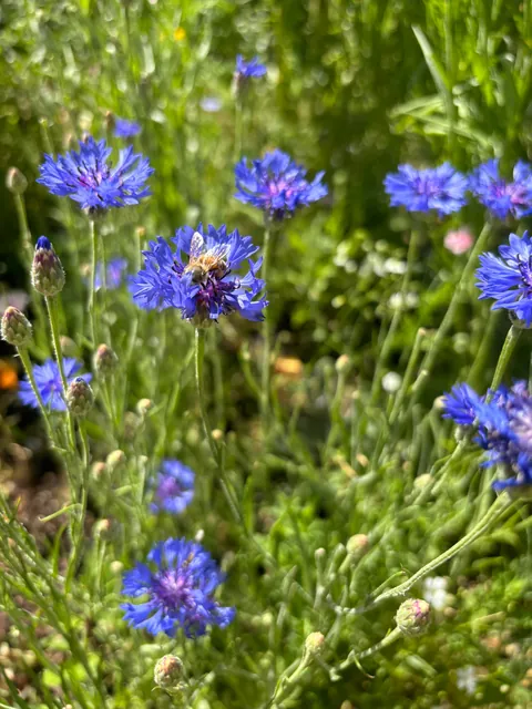 It’s bittersweet knowing I’m going to leave my first garden behind after I move in a month.. here’s some photos of my flowers.