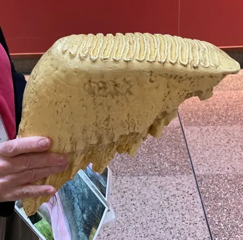 Elephant molar tooth. They have 6 sets of 4, each tooth getting replaced on a 'conveyor belt' system as it wears out