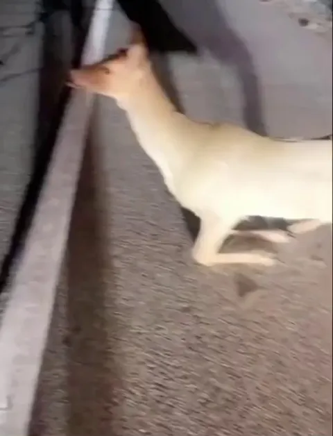 We’re all in this together. Police officer guides dear off of highway, albeit in a comical fashion.