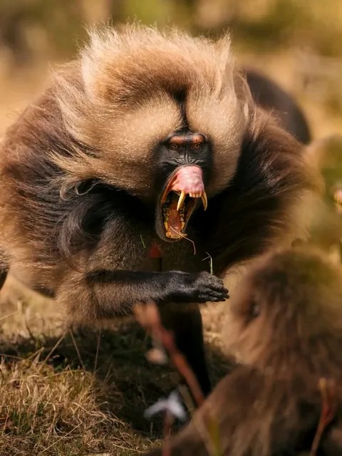 🔥The Gelada found only in the Ethiopian Highlands.