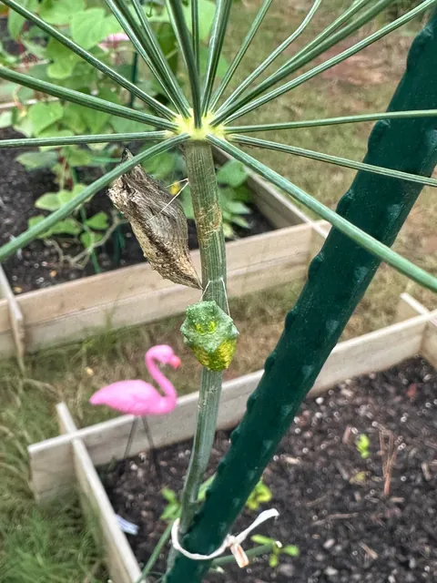 Accidental Butterfly Sanctuary