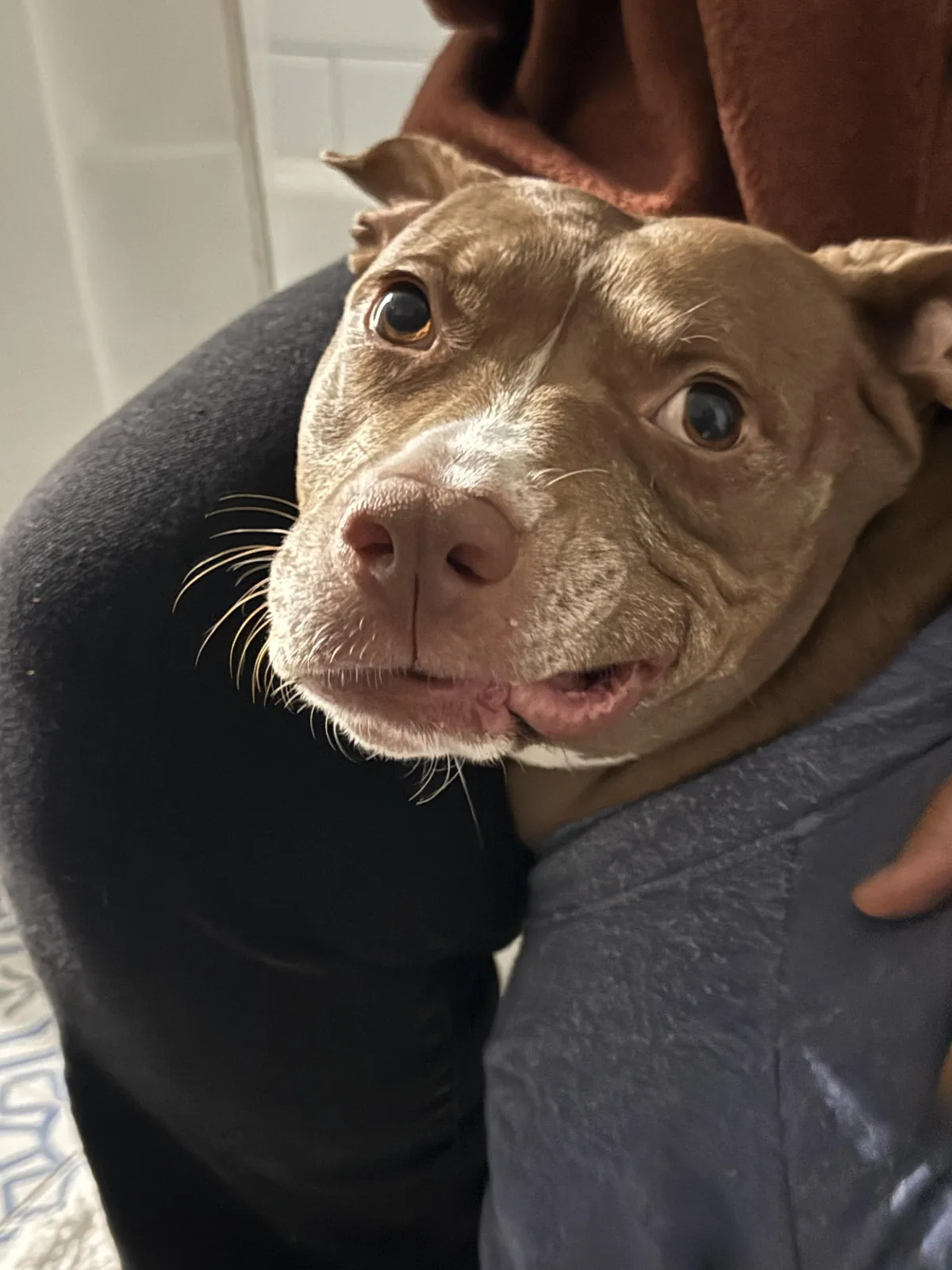 No thoughts, just derp