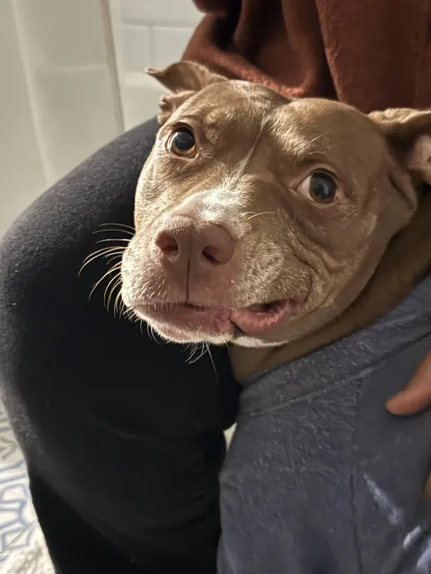 No thoughts, just derp