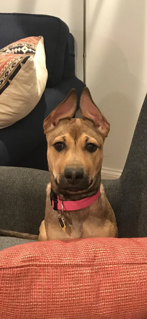 Baby Danger had satellite ears