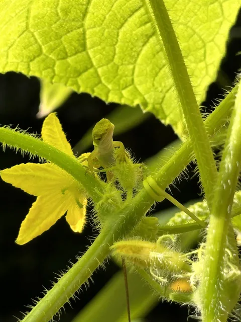 Appreciation post - lizard