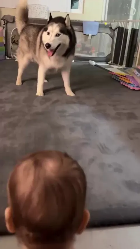 Baby vs Husky: the ultimate playdate