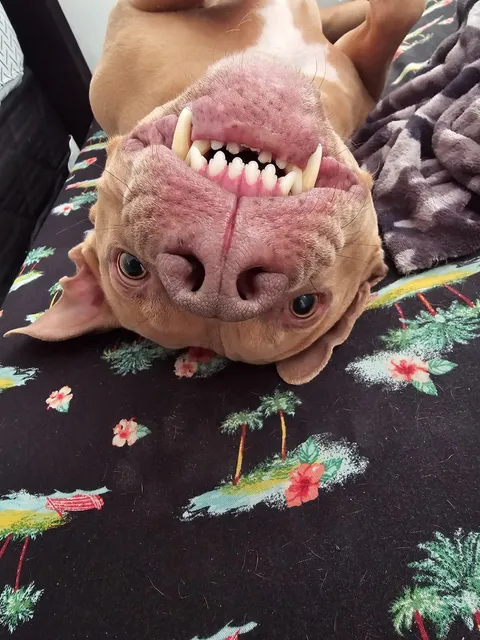 Yes, I have a piranha!