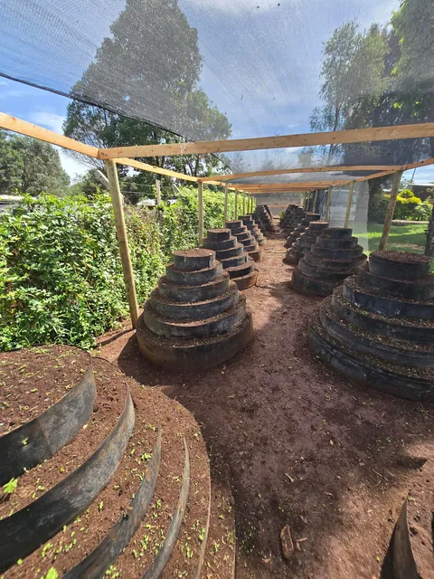 Since I have a small garden, I always try to utilize as much space as possible and the results are outstanding.