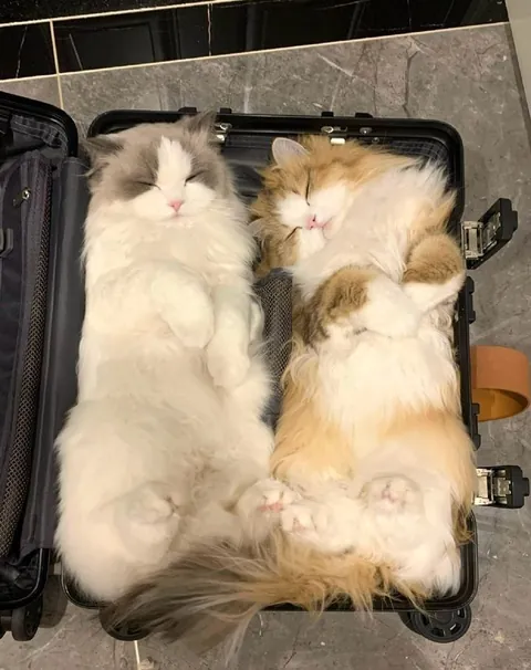 Packing for a purr-fect vacation.