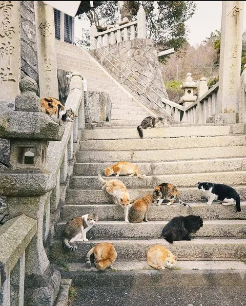 Cat island in japan, give it a scroll!