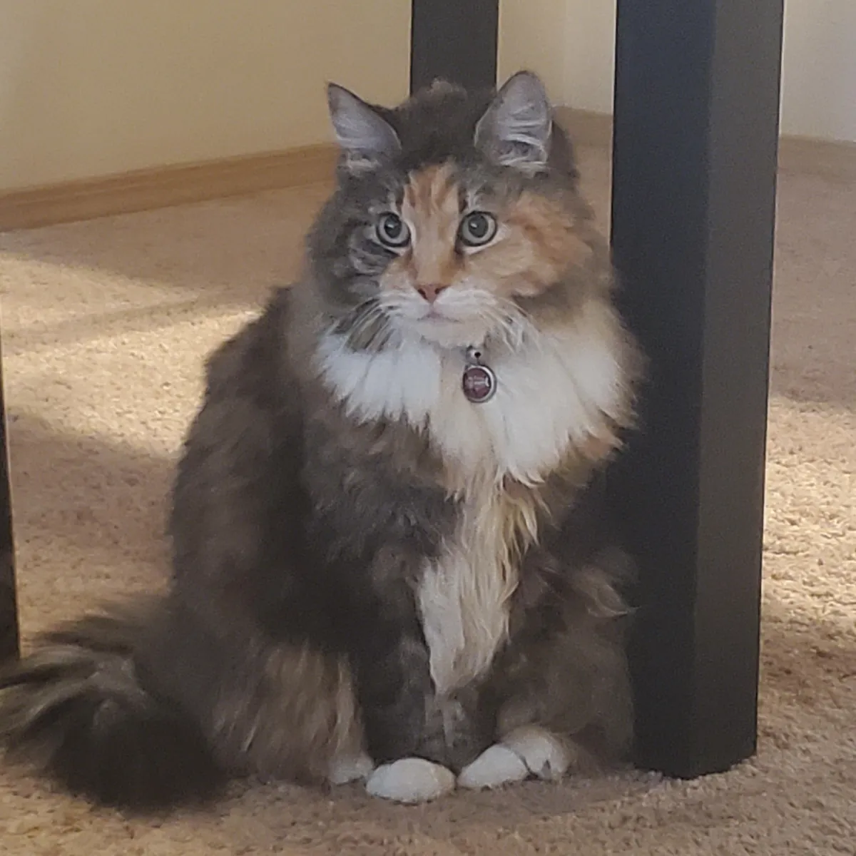 Tribute to Buster - we adopted her as a kitten 17 years ago and had to say goodbye today. She loved naan and croissants and stickers and her mortal enemy was the Xbox disc tray. She was always our babycat.