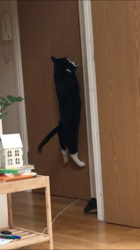 Bf: ‘you’re paranoid, the cat definitely doesn’t love me more.’ Bf: closes door. Cat: