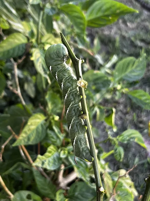 What is the best way to deal with guy? He is huge almost the size of my middle finger.