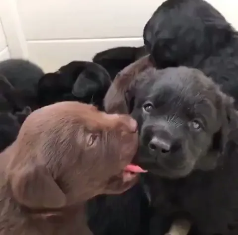 Puppy is so cute his own sibling wanted to eat him up.