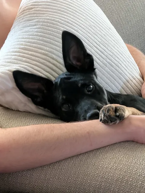 Just wanted to share my new puppy love him to pieces