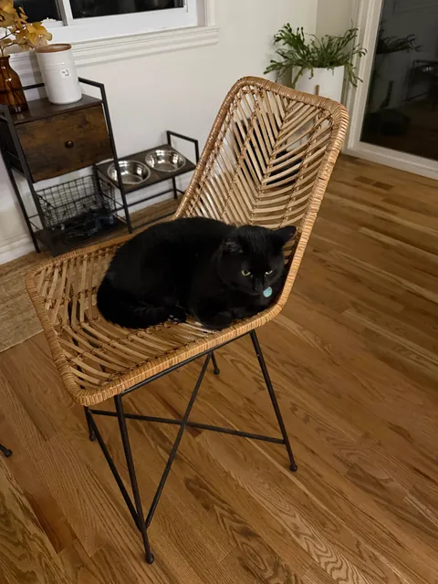 Just a reminder how serious cat bites can be!