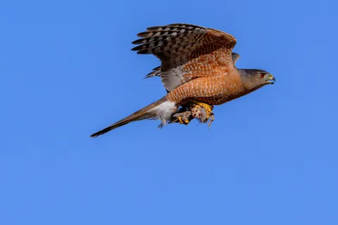 Cooper's Hawk With a Gambel's Quail Chick for Breakfast
