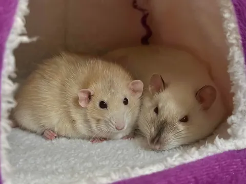 In Loving Memory of Naga 💔